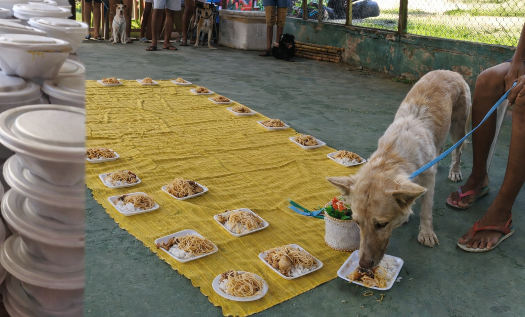 Em Barcelos Fiéis preparam banquete para cachorros e devotos de São Lázaro