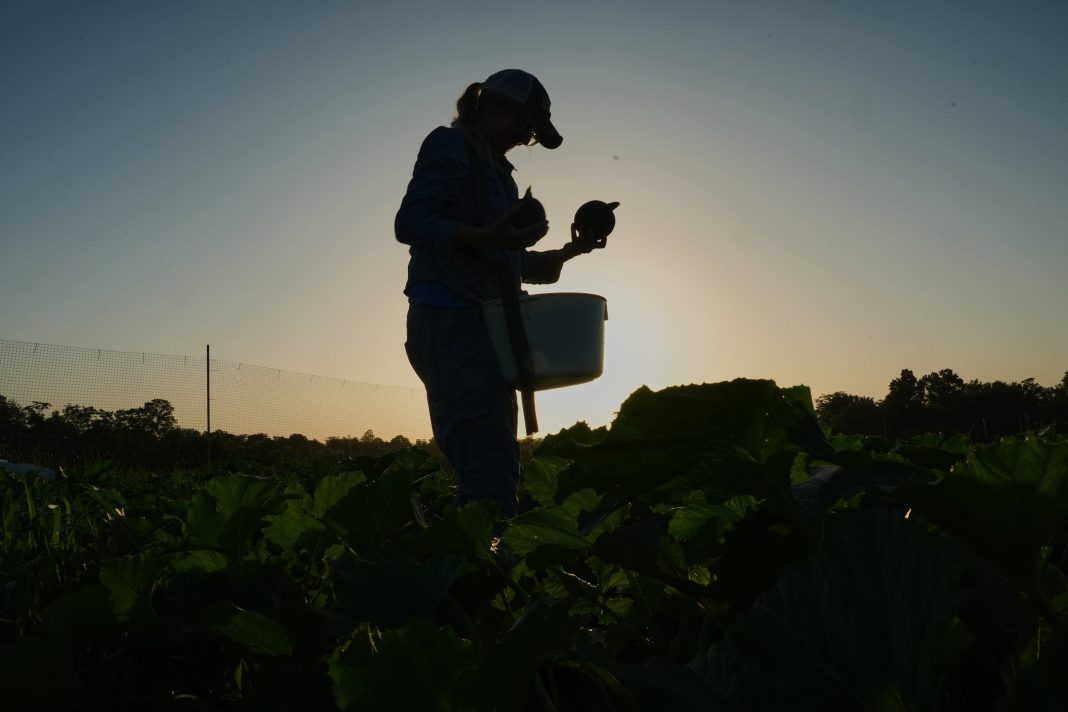 ‘Não existe mais ano normal’: agricultores dos EUA mudam horários de colheita e protegem mudas para enfrentar calor extremo ‘Não existe mais ano normal’: agricultores dos EUA mudam horários de colheita e protegem mudas para enfrentar calor extremo