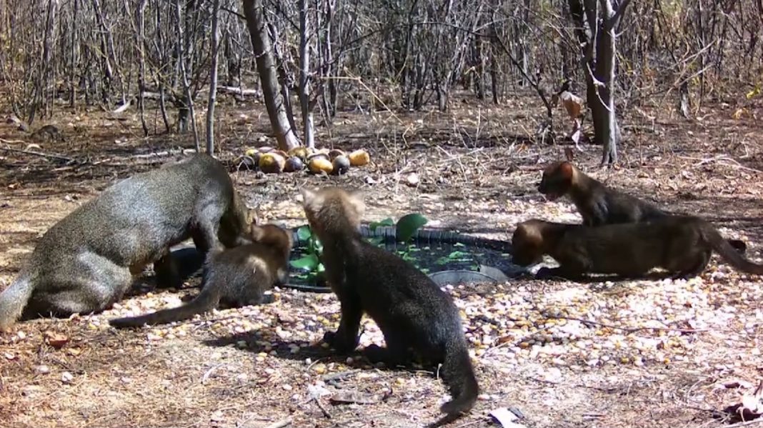 Não era onça: gato-mourisco cruza fazenda e surpreende moradora no interior do RJ