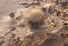 Crânio humano é encontrado durante obras na Manaus Moderna