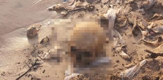 Crânio humano é encontrado durante obras na Manaus Moderna