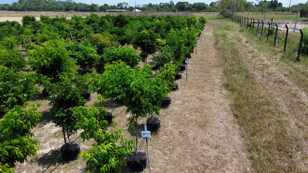 Projeto apoiado por Amom pretende combater o desmatamento e as mudanças climáticas