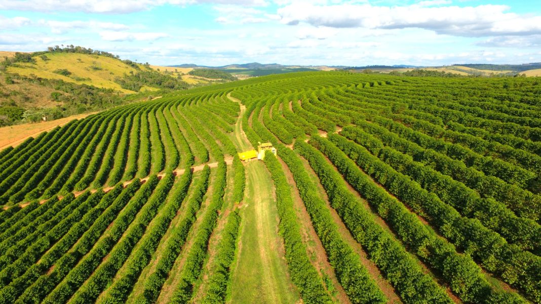 Café: poder de compra de fertilizantes pelo produtor recua no início da abubação da safra; entenda