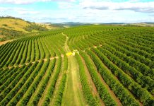 Café: poder de compra de fertilizantes pelo produtor recua no início da abubação da safra; entenda