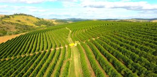 Café: poder de compra de fertilizantes pelo produtor recua no início da abubação da safra; entenda