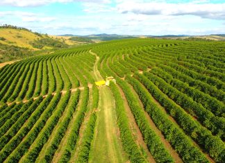 Café: poder de compra de fertilizantes pelo produtor recua no início da abubação da safra; entenda