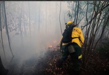 PF investiga possíveis incêndios criminosos no Amazonas