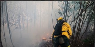 PF investiga possíveis incêndios criminosos no Amazonas