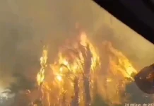 Carla Reis fala sobre incêndios criminosos e desmente fake news sobre Atalaia do Norte