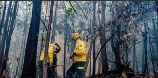 Ibama aplica R$ 2 milhões em multas durante fiscalização contra incêndios no Amazonas