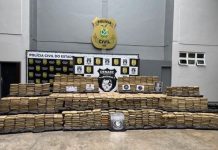 Mais de 1,3 tonelada de skunk, avaliada em R$ 28 milhões, é apreendida em Novo Airão Droga apreendida exposta na sede da Polícia Civil do Amazonas