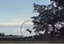 Vídeo mostra queda de avião que matou empresário amazonense em SP