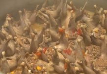 Além dos ovos: granja em SC cria codornas para consumo da carne e exporta metade da produção