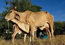 ‘O gado está morrendo de sede e fome’: o impacto devastador do El Niño no Corredor Seco da América Central