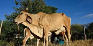 ‘O gado está morrendo de sede e fome’: o impacto devastador do El Niño no Corredor Seco da América Central