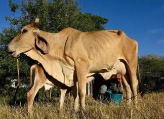 ‘O gado está morrendo de sede e fome’: o impacto devastador do El Niño no Corredor Seco da América Central