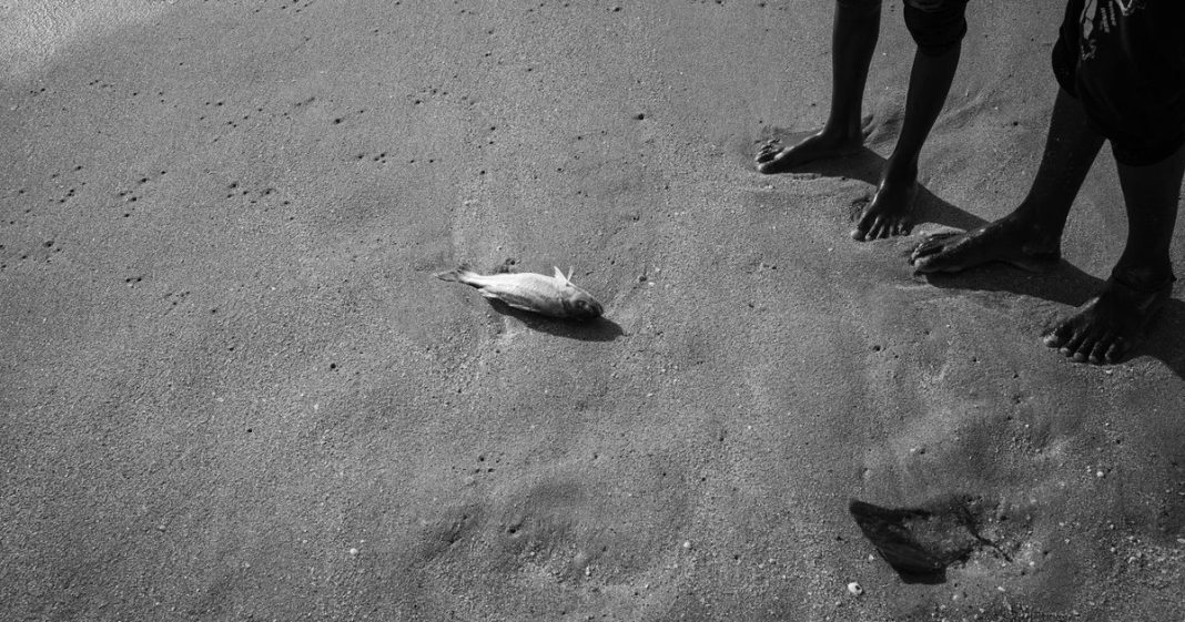Morre peixe-boi resgatado em lago que secou em Parintins