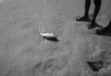 Morre peixe-boi resgatado em lago que secou em Parintins