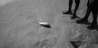 Morre peixe-boi resgatado em lago que secou em Parintins