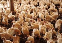 Ministério da Agricultura confirma foco da doença de Newcastle em granja de perus em SC