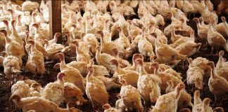Ministério da Agricultura confirma foco da doença de Newcastle em granja de perus em SC