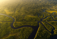 Bioma perde 693 mil hectares de vegetação no ano
