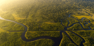 Bioma perde 693 mil hectares de vegetação no ano