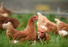 Infecção respiratória afeta aves de forma contagiosa