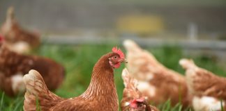 Infecção respiratória afeta aves de forma contagiosa